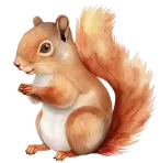 Squirrel