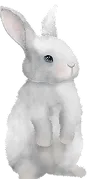 rabbit-2